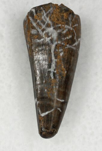 Deinosuchus Tooth - Javelina Formation, Texas #33216